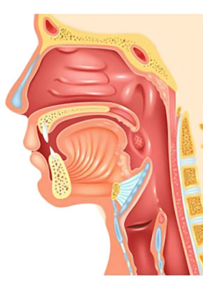 ENT (Ear, Nose, and Throat)